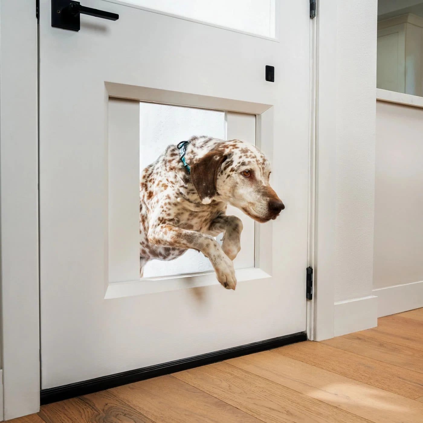 A spotted dog jumping through a pet door cut into a white front door