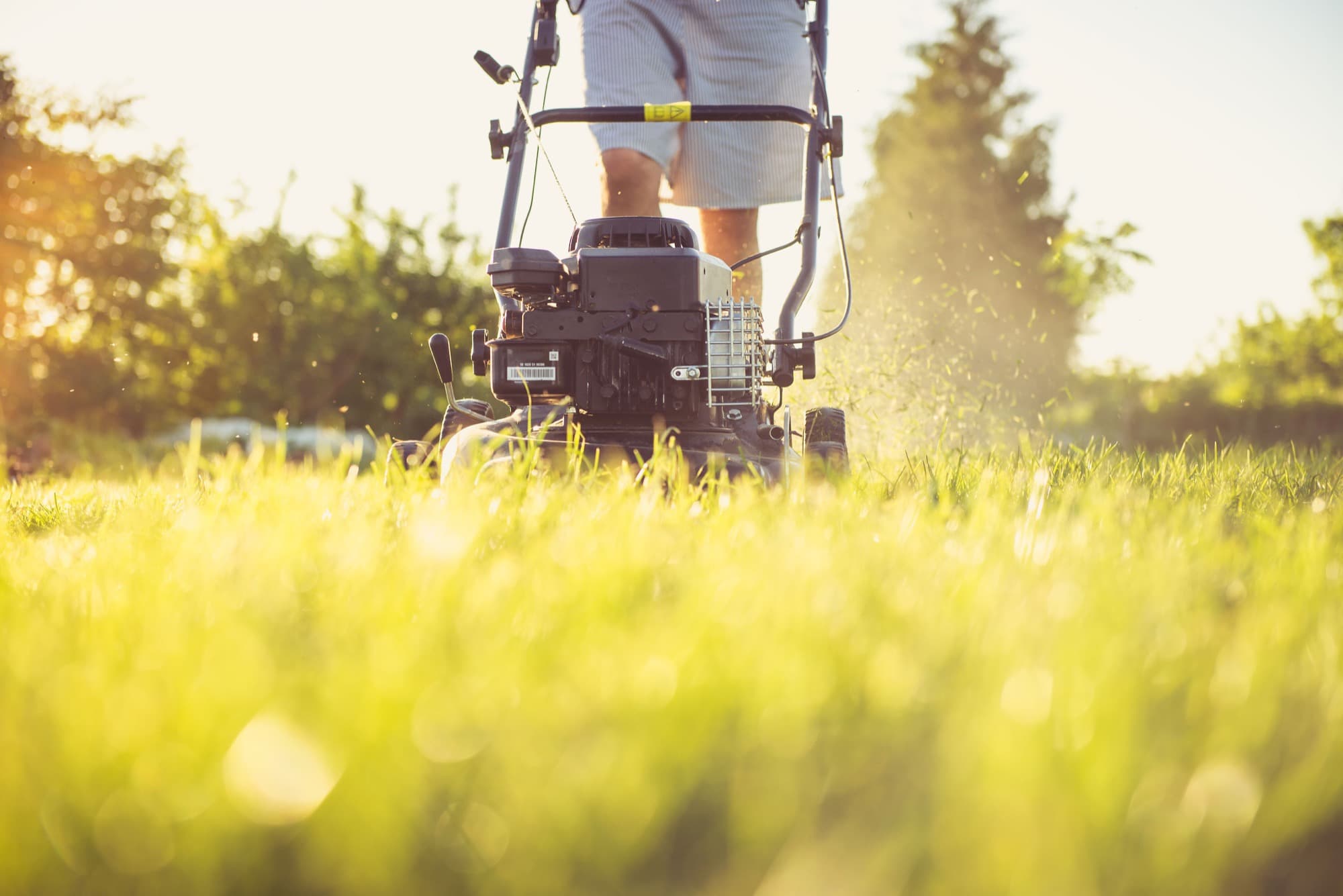 Low-angle view of a push mower cutting long grass in golden afternoon light